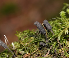 Xylaria apiculata