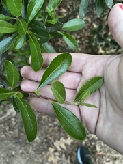 Pyracantha koidzumii