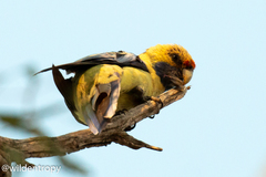 Platycercus elegans flaveolus