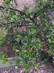 Pyracantha koidzumii