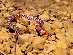 Cemophora coccinea copei