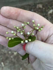 Pyracantha koidzumii