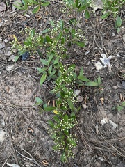 Pyracantha koidzumii