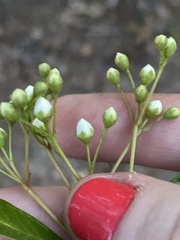 Pyracantha koidzumii