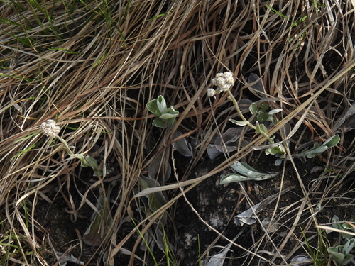 Antennaria plantaginifolia, photograph 6