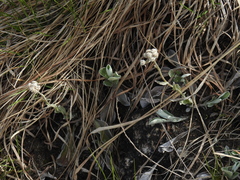 Antennaria plantaginifolia, photograph (c) Liren Varghese, some rights reserved (CC BY)