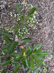 Pyracantha koidzumii