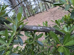 Pyracantha koidzumii