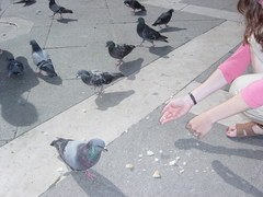 Columba livia domestica
