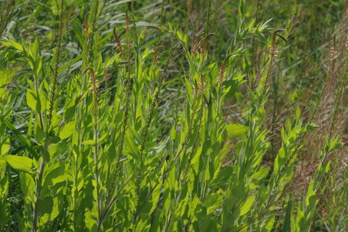 velvetweed