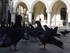 Columba livia domestica