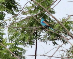 Coracias abyssinicus
