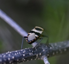 Largus fasciatus