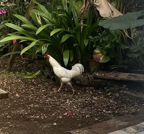 Domestic Chicken