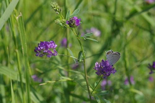 Short-tailed Blue
