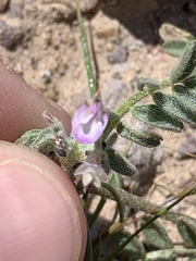 Astragalus nyensis