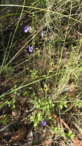 Lobelia andrewsii, photograph 6