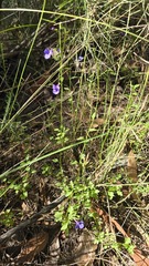 Lobelia andrewsii, photograph (c) Petra Holland, some rights reserved (CC BY)