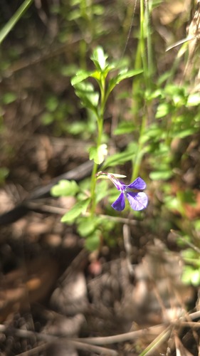 Lobelia andrewsii, photograph 5