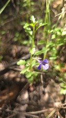 Lobelia andrewsii, photograph (c) Petra Holland, some rights reserved (CC BY)