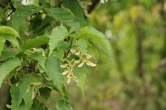 Acer caudatifolium