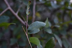 Sebastiania commersoniana