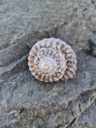 Cookia sulcata