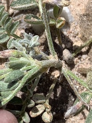 Astragalus nyensis