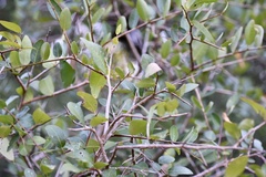 Sebastiania commersoniana