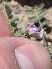 Astragalus nyensis