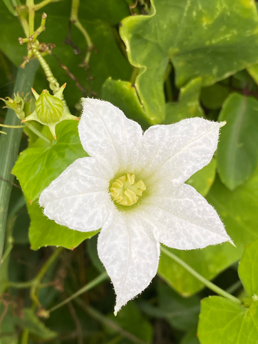 Ivy gourd