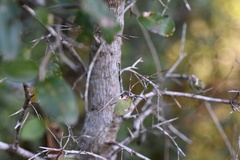 Sebastiania commersoniana