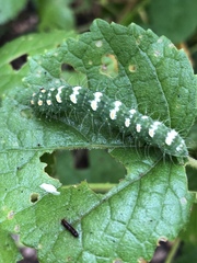 Xanthodes transversa