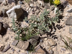 Astragalus nyensis