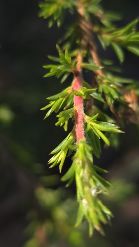 Leptospermum arachnoides, 2026-05-09