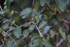 Sebastiania commersoniana