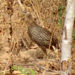 Pternistis bicalcaratus