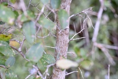 Sebastiania commersoniana