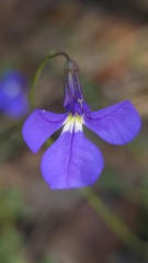 Lobelia andrewsii