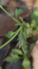Lobelia andrewsii, photograph (c) Petra Holland, some rights reserved (CC BY)