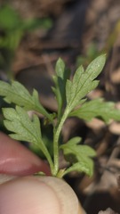 Lobelia andrewsii, photograph (c) Petra Holland, some rights reserved (CC BY)