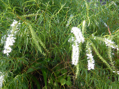 Veronica stenophylla stenophylla