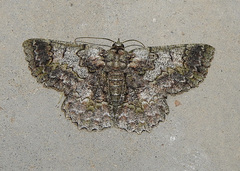 Hypodoxa