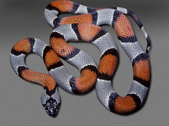 Lampropeltis alterna