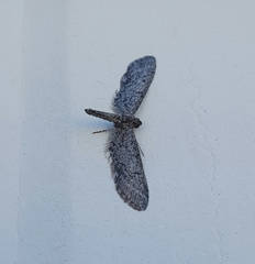 Geometridae