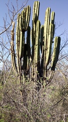 Myrtillocactus schenckii