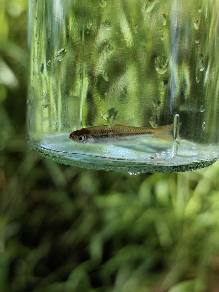 Sarawak Rasbora (Rasbora sarawakensis)