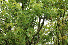 Acer caudatifolium