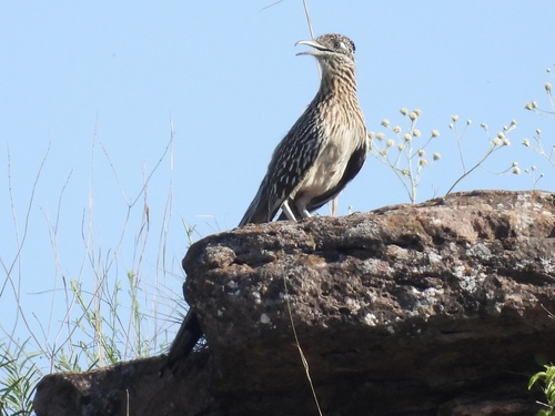 Greater Roadrunner