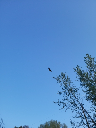 Turkey Vulture